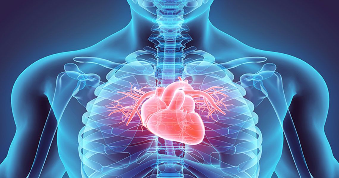 A blue transparent human chest with visible ribs and a red heart