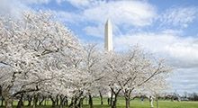 Cherry blossoms are shown with the Washington Monument in the background