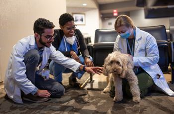 Three doctors petting a Therapy Dog