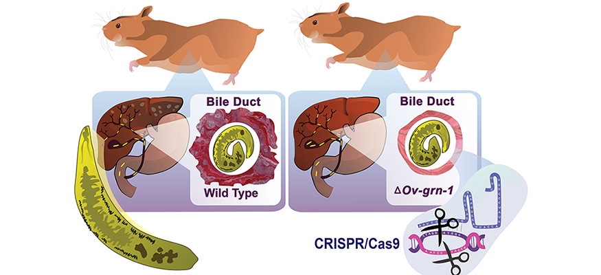 Hamster stomach illustration: bile duct wild type - bile duct, ov-grn-1 CRISPR/Cas9