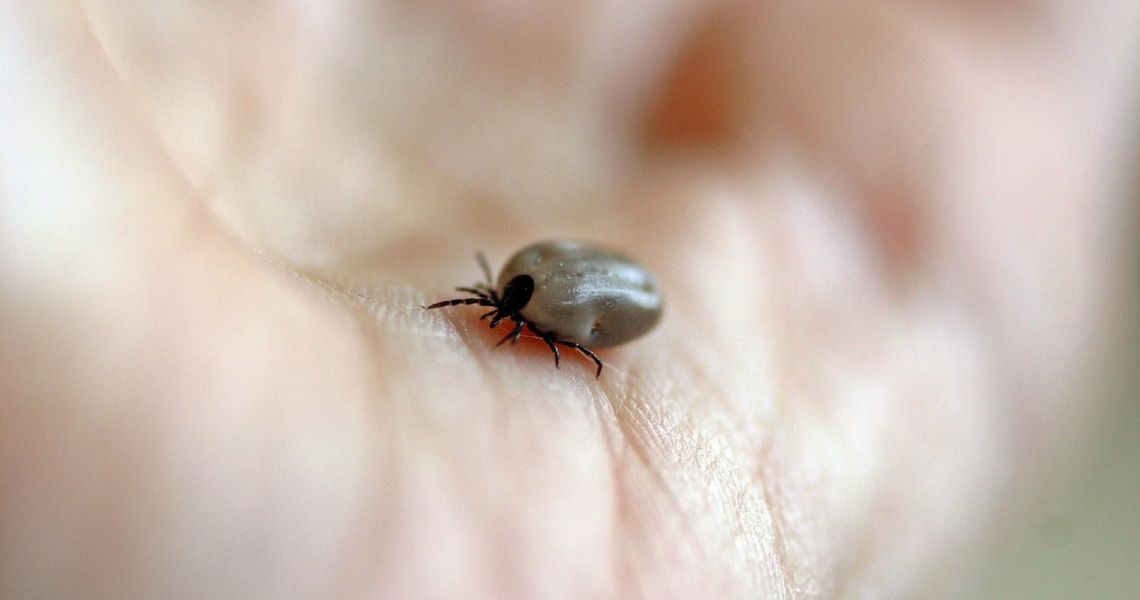 a tick on someone's hand