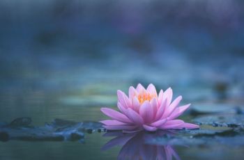 Lotus blossom floating in water