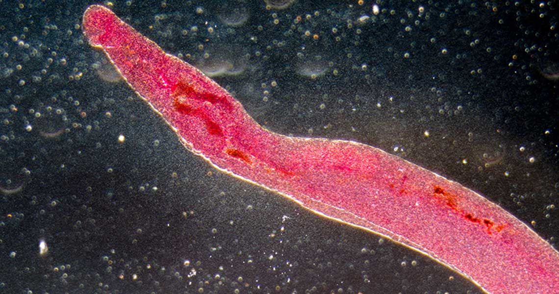 A red schistosome parasite 