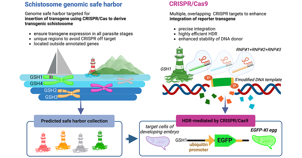 Graphic depicting genome safe harbor targeted