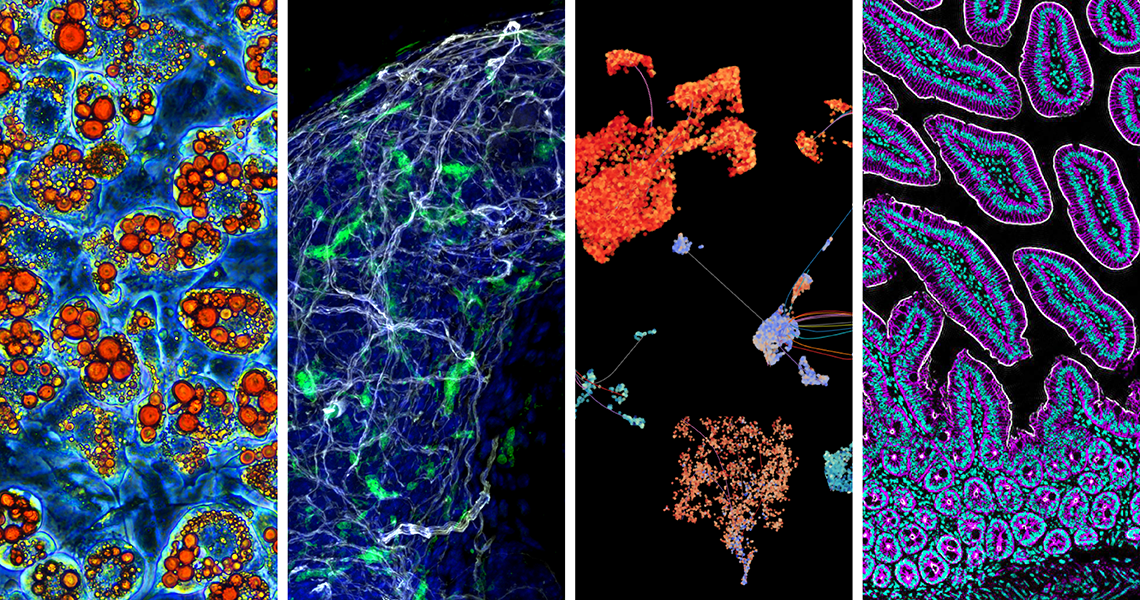 microscopy images of cells 