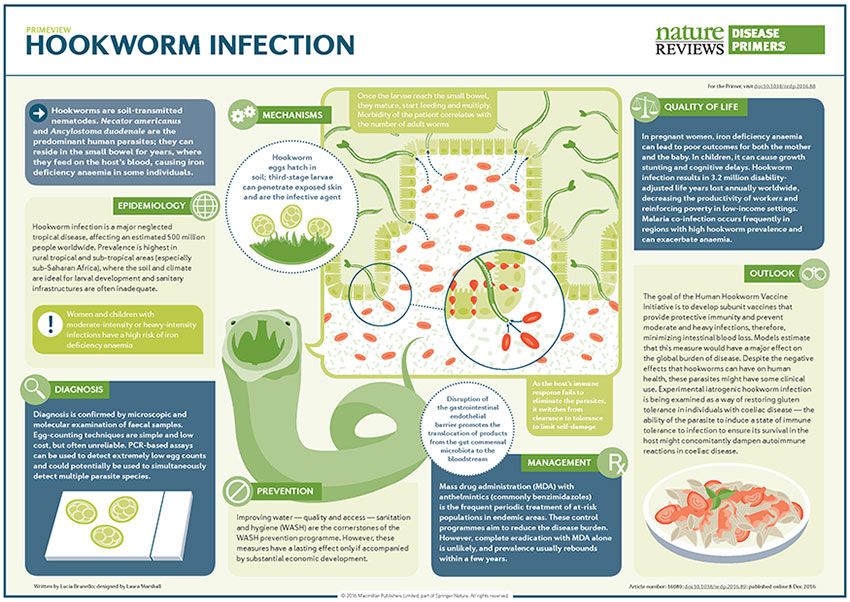 A diagram of the timeline of hookworm infection | Green hookworm eggs hatch in soil; hookworms inside the body shown evading immune system cells