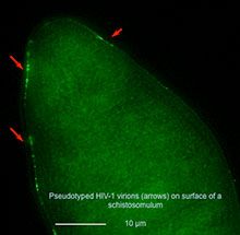 A green backlit flatworm with HIV virus presence