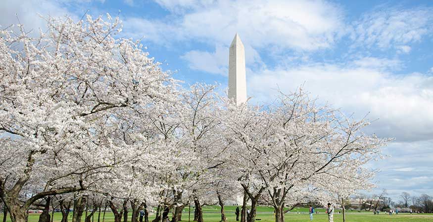 Cherry blossom trees bloom on the National Mall with the Washington Monument in the background