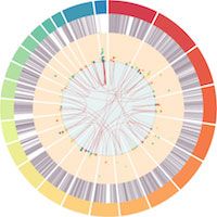 Multicolored radial distribution across chromosomes of key transcripts in Alzheimer's Disease