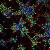 Multicolored spinal motor neurons derived from stem cells