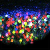 Multicolored dots representing mice brain cells