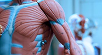 A human anatomy model's chest and left arm