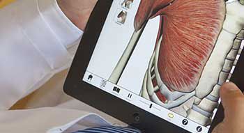 A human anatomy model displayed on a tablet