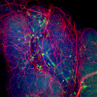 Distal tips of the anterior prostate lobe of a mouse at postnatal day 14 expressing transgenic Csf1r-EGFP (macrophages) in green.