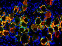 Grand Prize image Adipocyte cells 