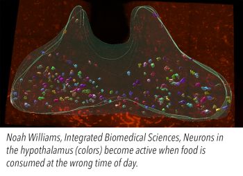 image of Neurons in the hypothalamus