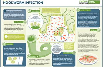 A diagram of the timeline of hookworm infection | Green hookworm eggs hatch in soil; hookworms inside the body shown evading immune system cells