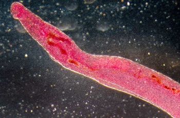 A red schistosome parasite 