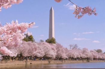 Cherry Blossom trees in Washington, D.C. with the Washington Monument in the background