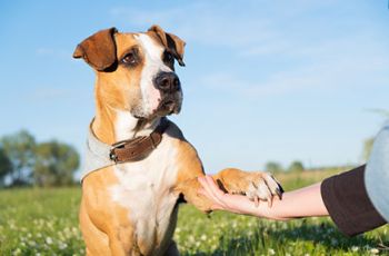 A dog holding a person's hand with its paw