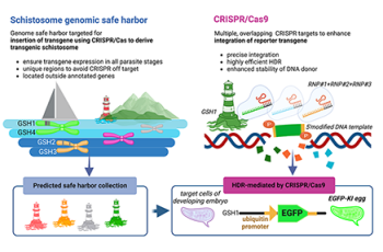 Graphic depicting genome safe harbor targeted