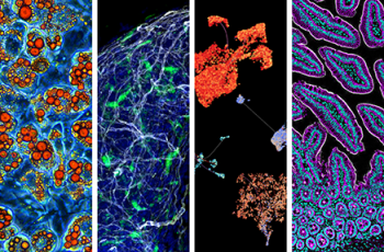 microscopy images of cells 