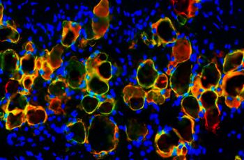 Grand Prize image Adipocyte cells 