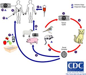 Diagram of animal tissue. Infective Stage to Diagnostic Stage. Tissue cysts and Fecal oocysts