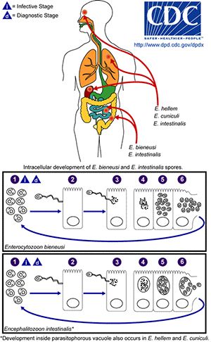 Infective stage, Diagnostic stage, hellem, cuniculi, intestinals, bieneusi, and intestinal development diagram