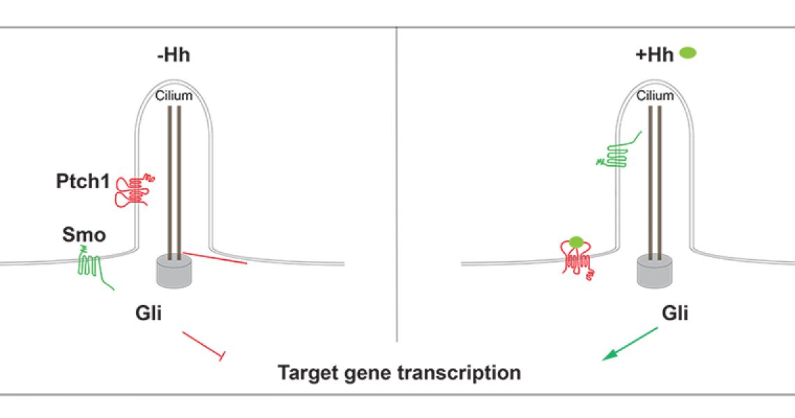 Target gene transcription