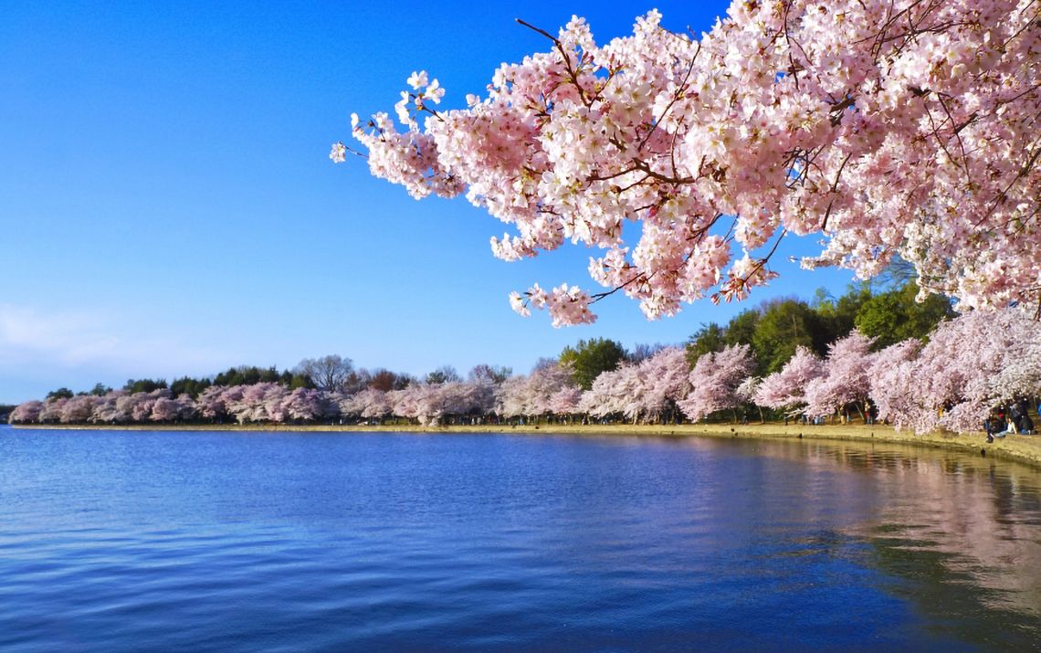 Tidal Basic Cherry Blossoms in peak bloom