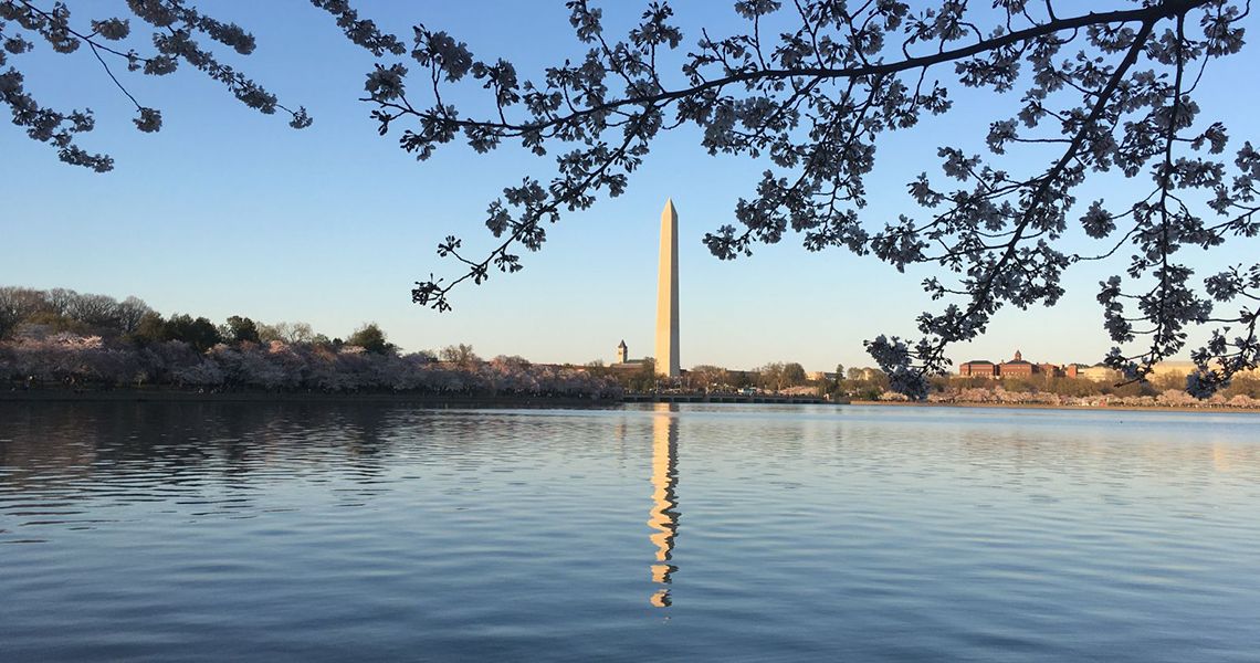 Washington Monument (and Old Post Office building) seen over the Tidal Basin during Cherry Blossom season. (courtesy of Emil Barkovich MD)